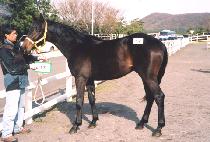 �����Ǳ�� (SEONTAEGUIGIPPEUM) ����