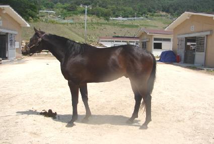 �ø���è�Ǿ� ����