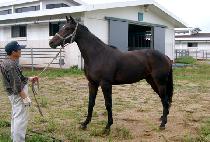 �ƹ漼 (AVANCE) ����