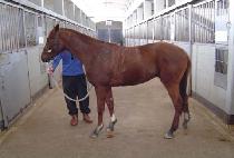 ���ȣ (DAEWANGHO) ����