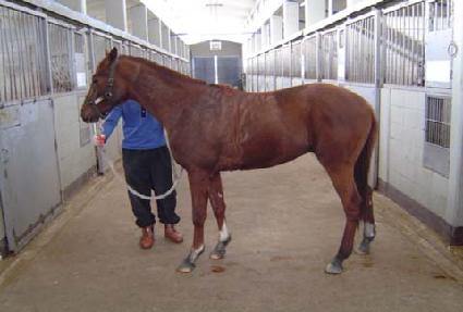 ���ȣ ����