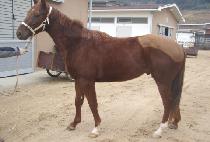 ���������̵� (SAND PRIDE) ����