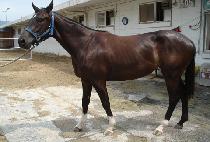 ��������� (ANGELASOI) ����