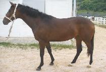 ���̳���ġ (FINAL PUNCH) ����