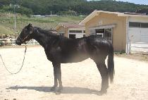 ���п��� (BULPAE YEOKSA) ����