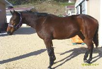 ���Ư�� (JANGSU TEUKGEUP) ����