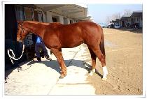 ��ȣ���� (GANGHO JEWANG) ����