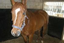 ���׷뿣�� (THE GROOM ANGEL) ����