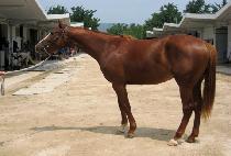 �ݵ��ǲ� (BANDOEUI KKUM) ����