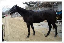 �Ź� (GEOMUL) ����