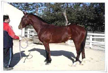 ���巯�� ����