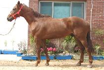 ���̽����� (ACE THUNDER) ����