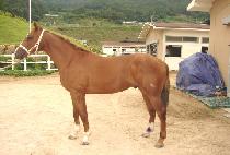 ������ (HAEPODO) ����