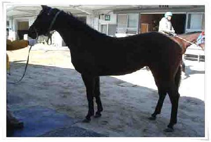 ��� ����