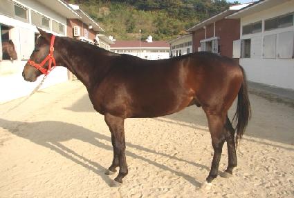 �����з��Ͼ� ����