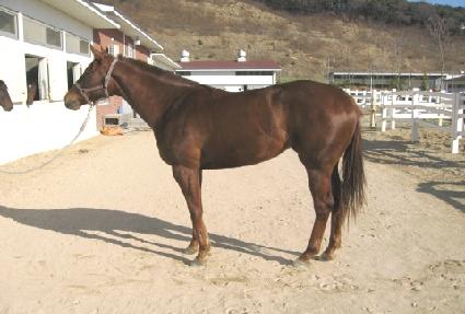 ���ϵ巹�̵� ����