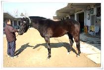 ������������ (WESTERN FOREVER) ����