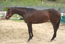 ���İ� (ALPHA GIRL) ����