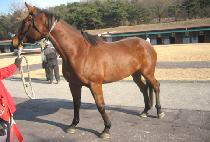 ���������� (DUMPWARRIOR) ����