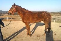 ���� (UWI) ����