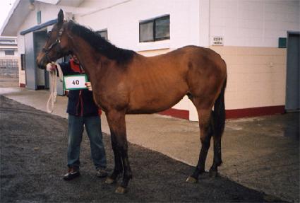 �ٺ�� ����