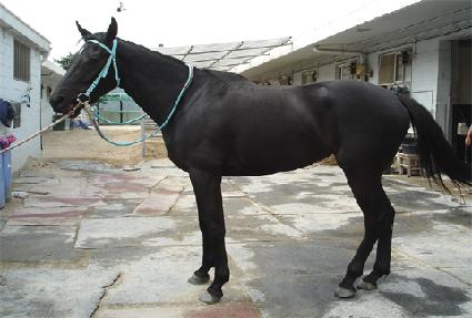 ������� ����