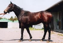 ûõõ�� (CHEONGCHEONCHEONHA) ����