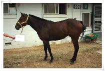 ŷ���� (KING EASY) ����