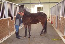 ��Ʈ������ (FORTS BLIX) ����