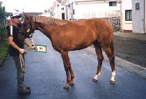 ���̿��̿��� (HIGHWAY ANGEL) ����