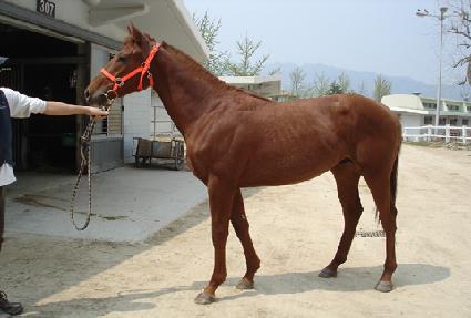 ���ȣ ����