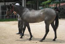 ���ش뱳 (AP HAE DAE GYO) ����