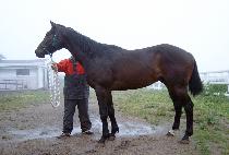 ��ö�� (GANGCHEORWANG) ����