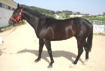 �����Ͻ��� (EBONY STORM) ����