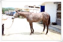 ���ǿ��� (HAPPY ANGEL) ����