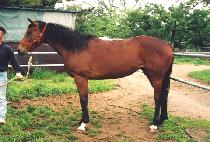 ������ (GORANCHO) ����