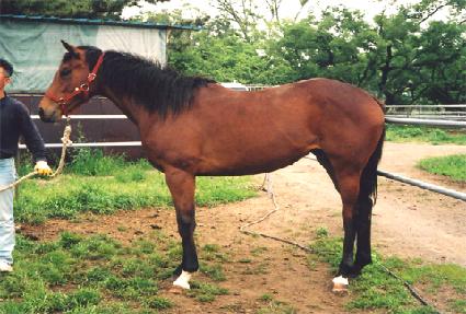 ������ ����