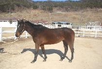 ������ (SAEBYEOKDAL) ����