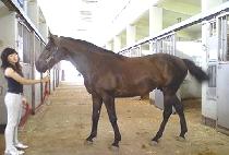 ����� (MOHEOMWANG) ����