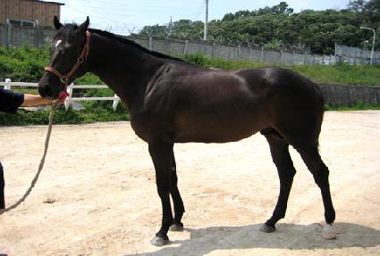 ����Ʈ���̽� ����