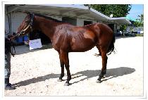 ���̴����ڵ� (MIDAS HAND) ����