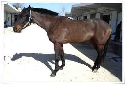 ������ ����