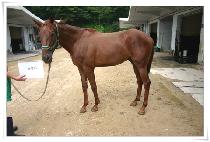 ��õ�� (WANG CHEON HA) ����