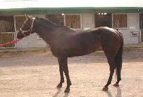 �������� (FREE BIRD) ����