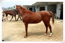 �������̾�Ʈ (GWANDONG GIANT) ����