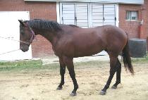 �׷��̴��� (GRADUS) ����