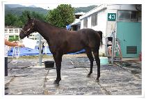 ��ǳ (DONGPUNG) ����