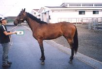 û����� (CHEONGSAN MIIN) ����