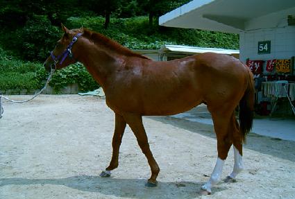 ������� ����