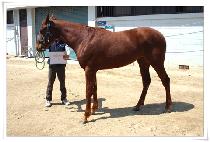 �ϴó��� (HANEULLOPI) ����